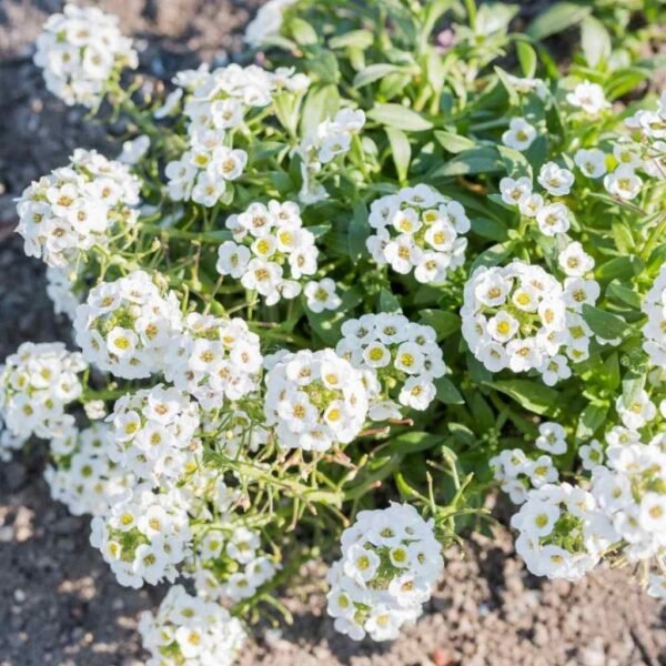 Alyssum White – Fragrant Carpet Blooms