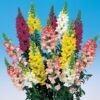 Antirrhinum Snapdragon Mix – Vibrant Garden Blooms