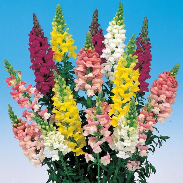 Antirrhinum Snapdragon Mix – Vibrant Garden Blooms