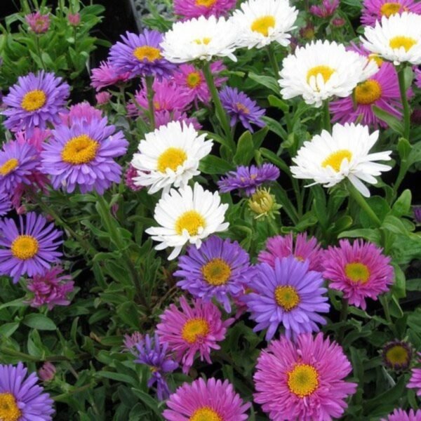 Aster Mixed – Bright & Colorful Blooms