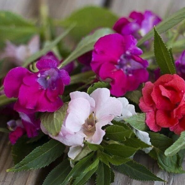 Balsam Double Mix – Bright, Bushy Garden Blooms