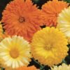 Calendula Double Mix – Bright & Healing Blooms