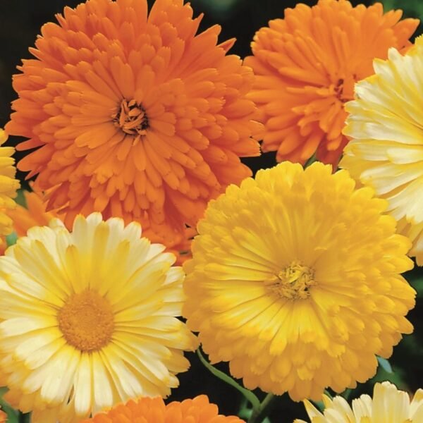 Calendula Double Mix – Bright & Healing Blooms