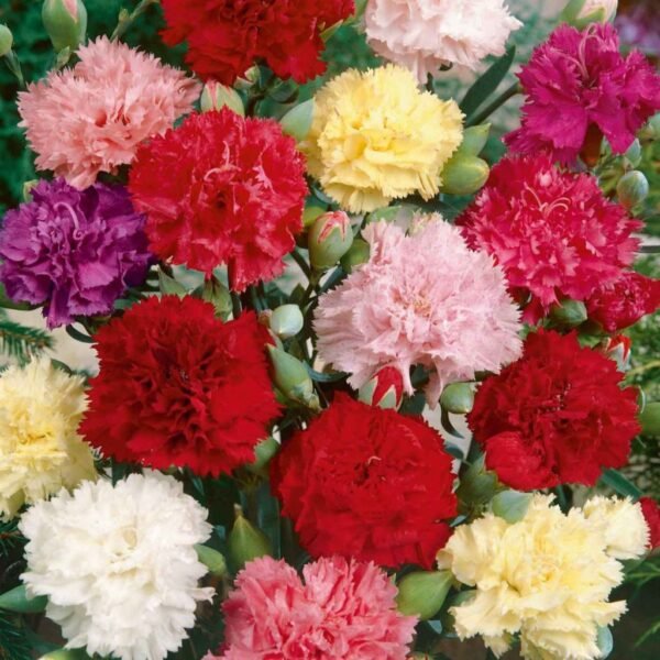 Carnation Mix – Elegant & Fragrant Blooms