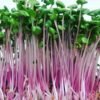 Radish China Rose (Raphanus Sativus) – Premium Quality Seeds