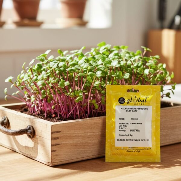 Radish China Rose (Raphanus Sativus) – Premium Quality Seeds