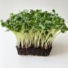 Radish Daikon Microgreens Seeds (Raphanus Sativus) – Premium Quality