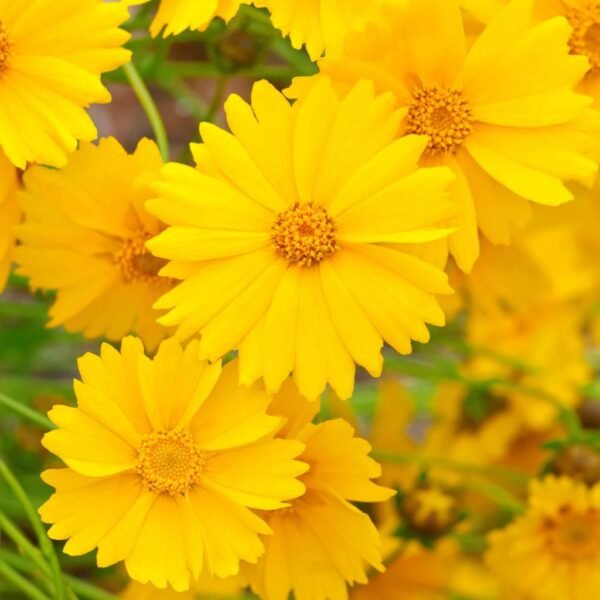 Coreopsis – Sunshine Blooms for Your Garden
