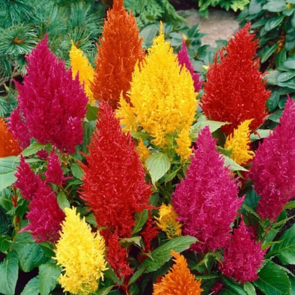 Celosia Plumosa Century Mixed – Feathered Flame Blooms