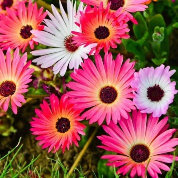 Mesembryanthemum – Living Jewels of the Garden