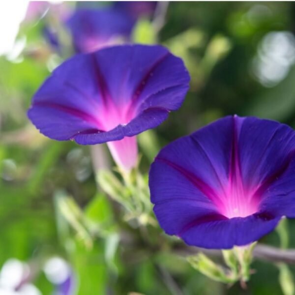 Morning Glory (Ipomoea) – Twining Vines with Trumpet Blooms