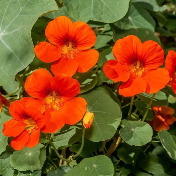 Nasturtium – Colorful Blooms with a Zesty Twist