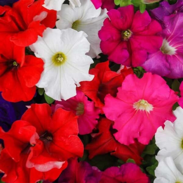 Petunia Glorious Double Mixed – Frilled Beauty in Full Bloom