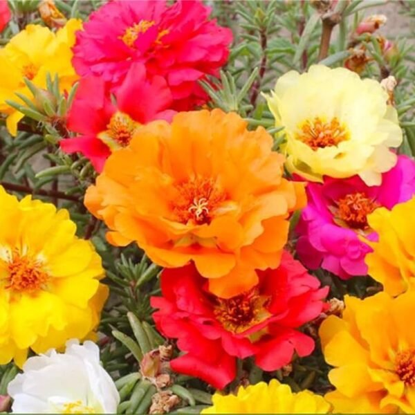 Portulaca – The Sun-Loving Carpet of Color