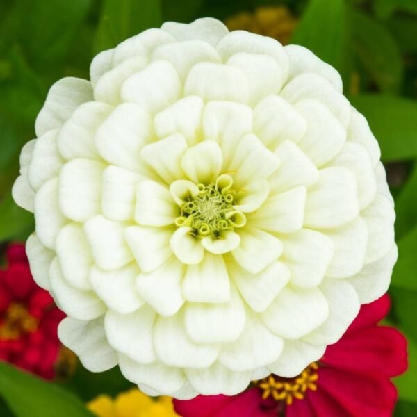 Zinnia White – Pure Elegance in Bloom