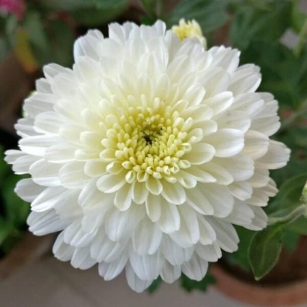 Chrysanthemum White – Pure & Elegant Blooms