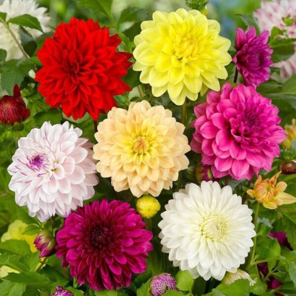 Dahlia Mixed – Showy Blooms in Vibrant Colors