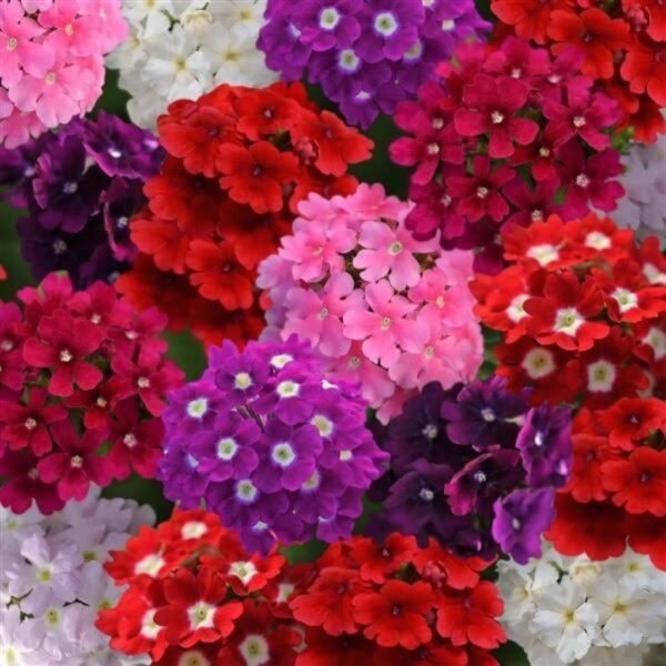 Verbena – Spreading Clusters of Colorful Charm