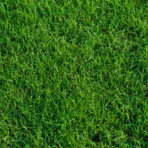 Bermuda Grass
