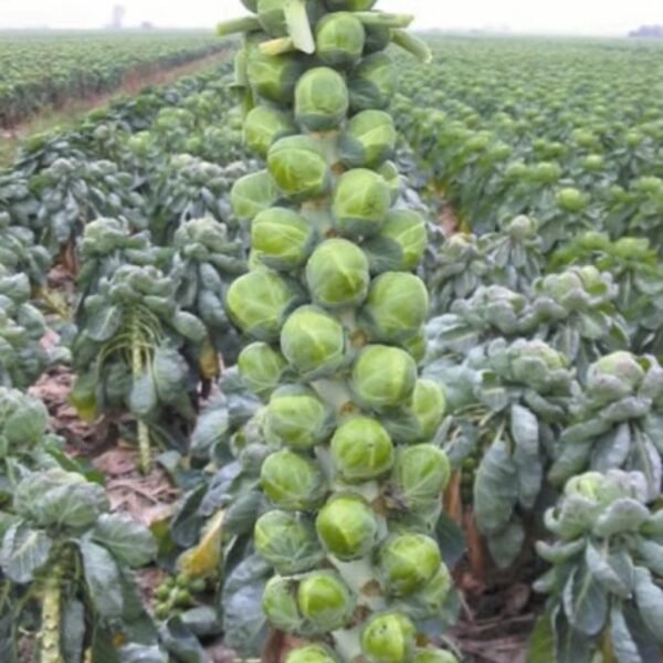 Brussels Sprouts – Gladiator
