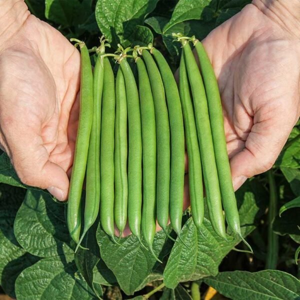 Bush Beans – Anu
