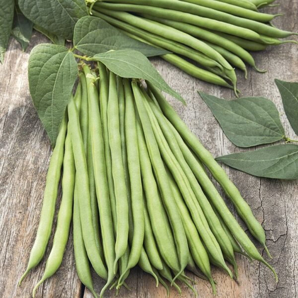 Bush Beans – Galaxy