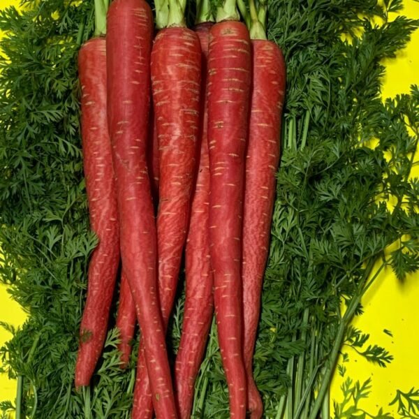 Carrot – Rudhira (Red)