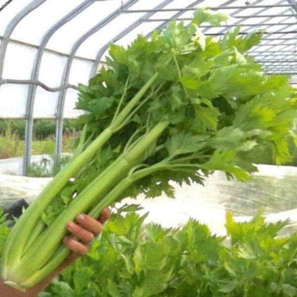 Celery – Tall Utah