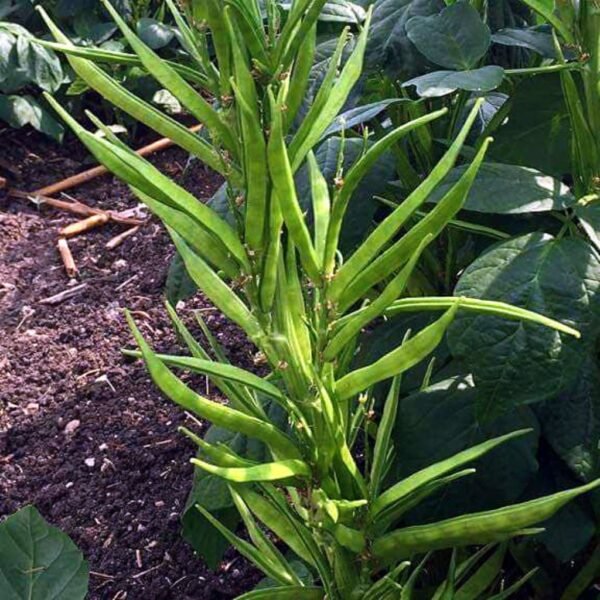 Cluster Beans – Nutan