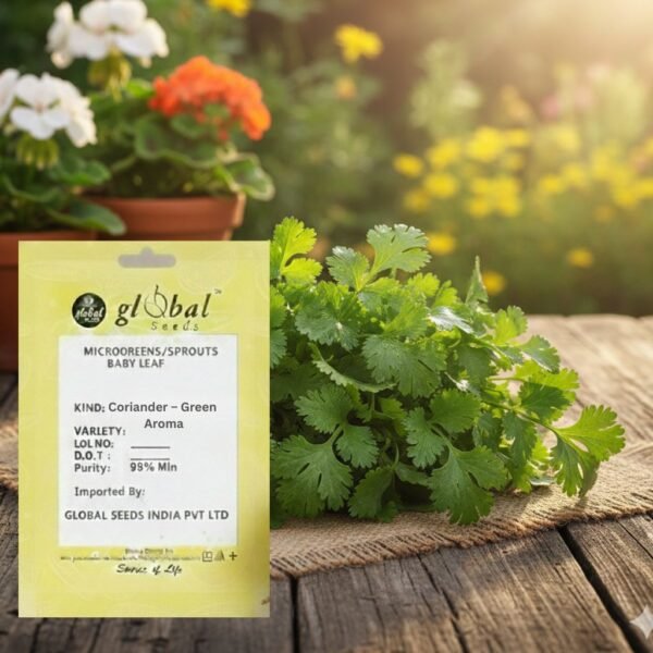 Coriander Leisure (Cilantro- Coriandum Sativum)
