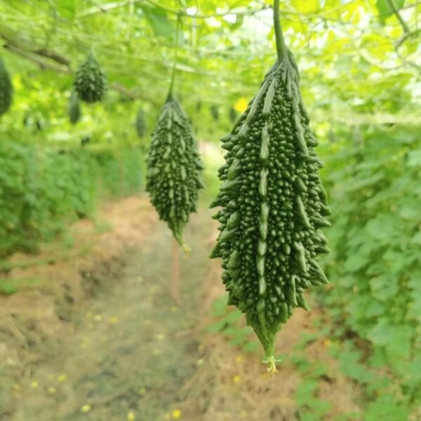 F-1 Hybrid Bitter Gourd – Kit Kat