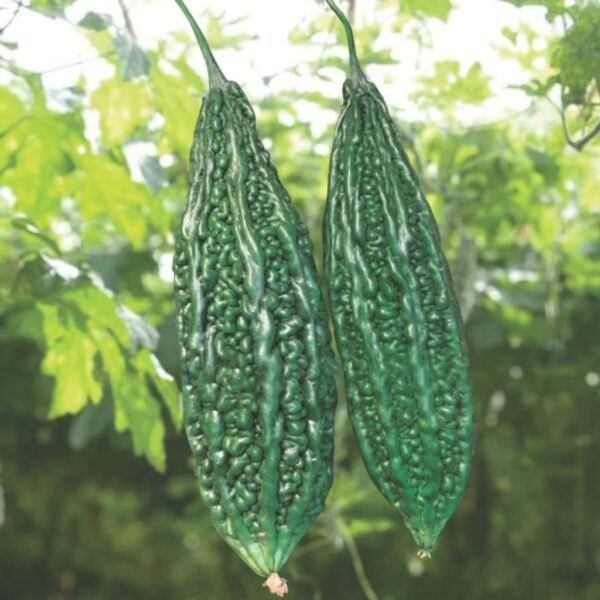 F-1 Hybrid Bittergourd – Prateek