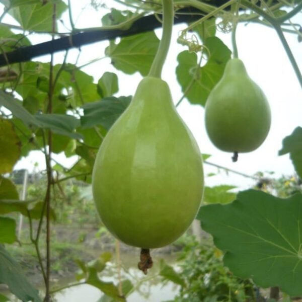 F-1 Hybrid Bottle Gourd Latoo – Bablu