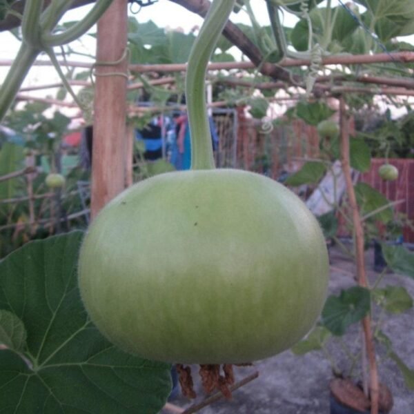 F-1 Hybrid Bottle Gourd Round – Arjun