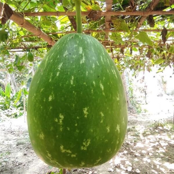 F-1 Hybrid Bottle Gourd – Chitrakoot