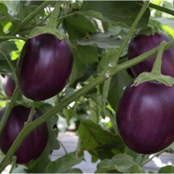 F-1 Hybrid Brinjal Navneet