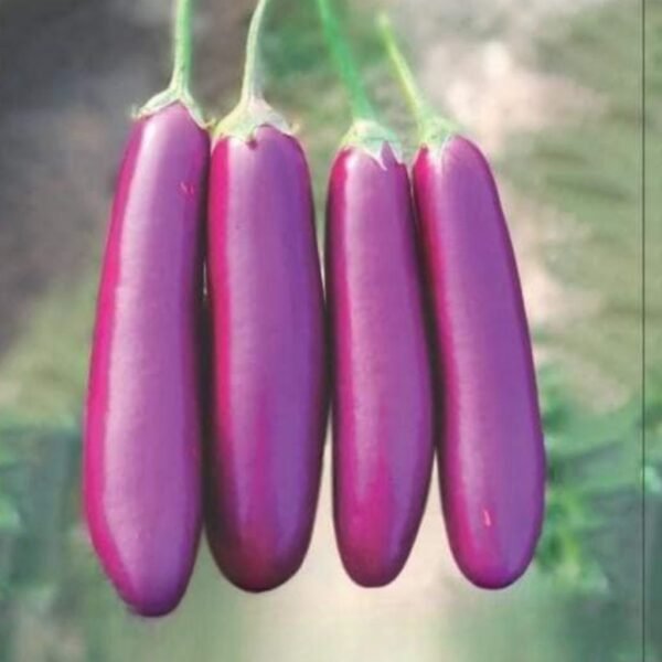 F-1 Hybrid Brinjal Vinayak