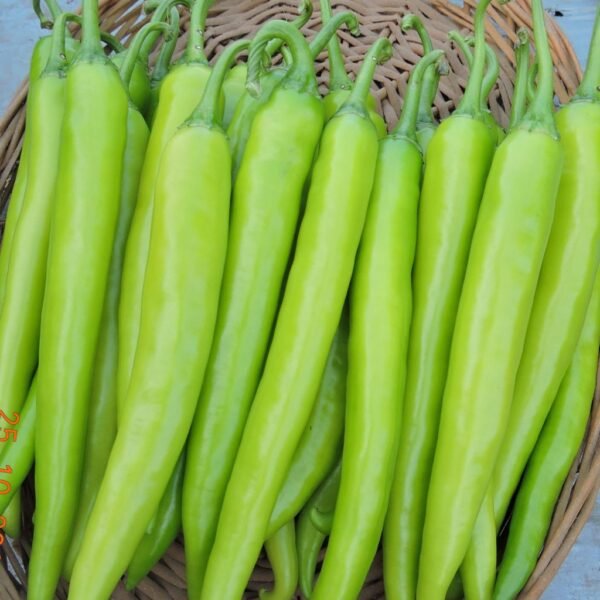 F-1 Hybrid Hot Pepper – Bhavya