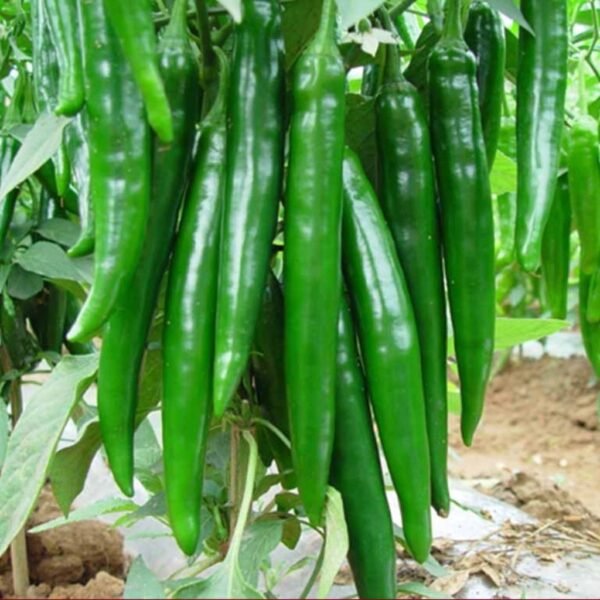 F-1 Hybrid Hot Pepper – Dulari 027