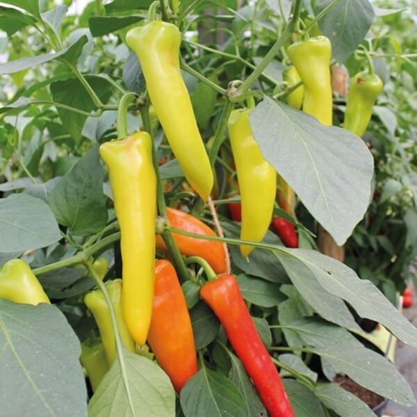 F-1 Hybrid Hot Pepper – Kesari