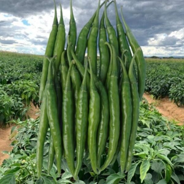 F-1 Hybrid Hot Pepper – Tara 007