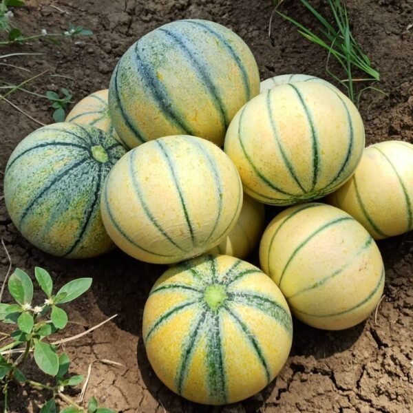 F-1 Hybrid Muskmelon – Madhumita