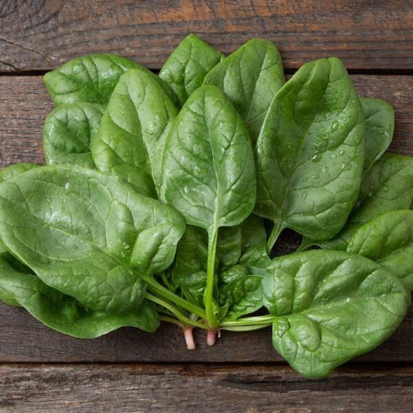 F-1 Hybrid Spinach – Titan