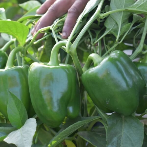 F-1 Hybrid Sweet Pepper – Hunter