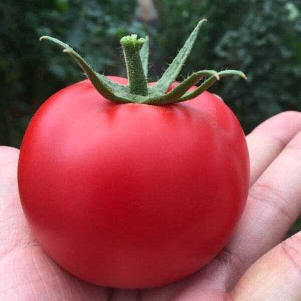 F-1 Hybrid Tomato – Jumbo 802