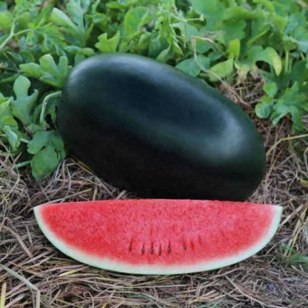 F-1 Hybrid Watermelon – Happy Plus