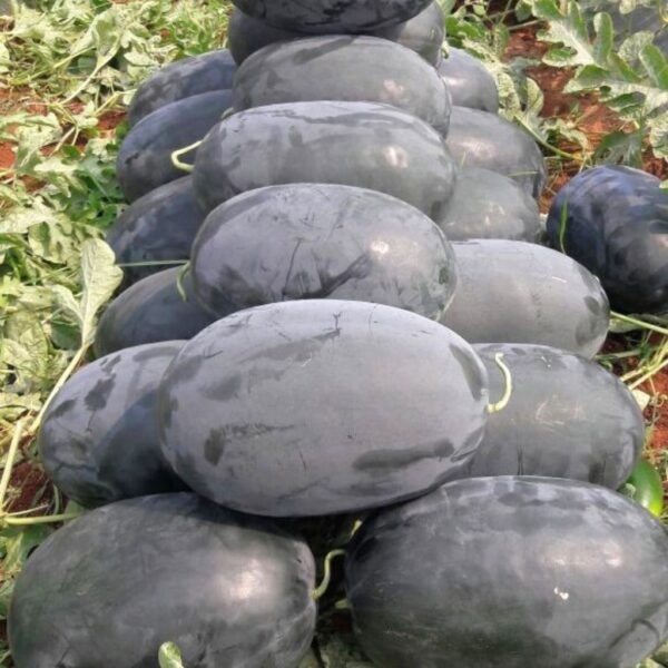 F-1 Hybrid Watermelon – Maxima