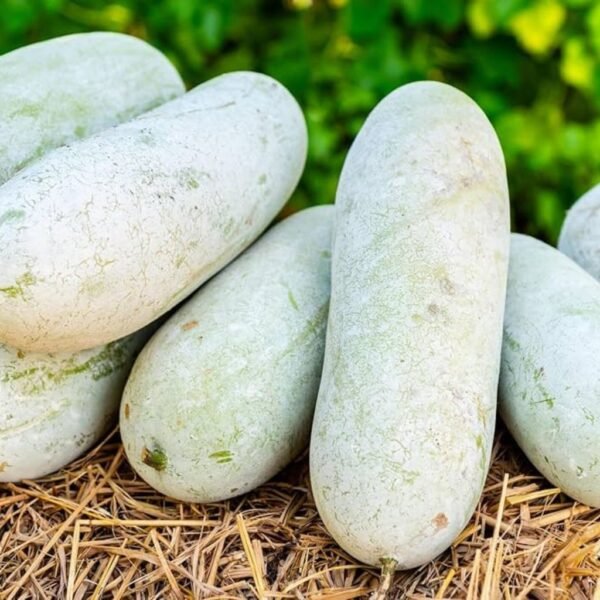 F1 Hybrid Ash Gourd – Bansi