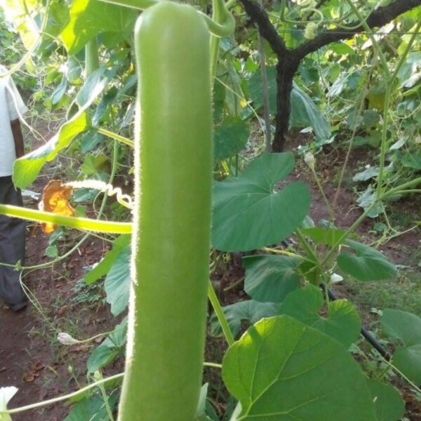 F1 Hybrid Bottle Gourd – Aditi