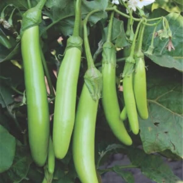 F1 Hybrid Brinjal Green Long
